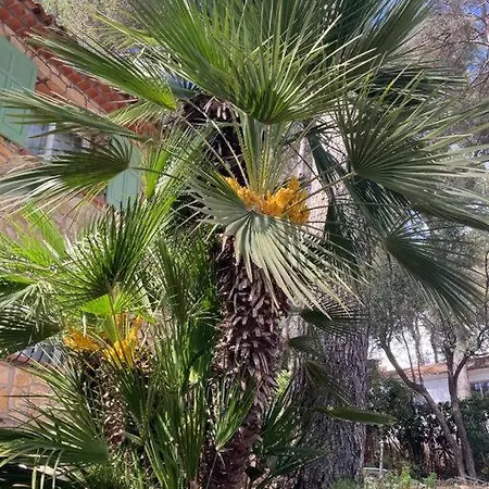Feriehus Rez De Jardin Dans Une Pinede