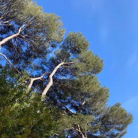 Rez De Jardin Dans Une Pinede Λε Κανέ