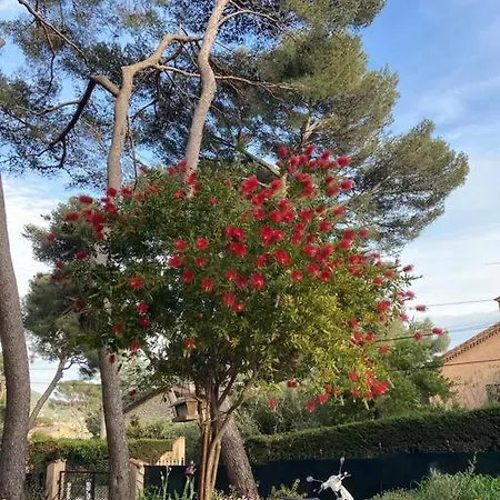 Rez De Jardin Dans Une Pinede *